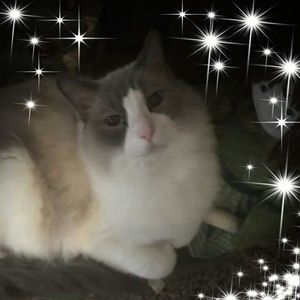 Meet your Posher, Ginger